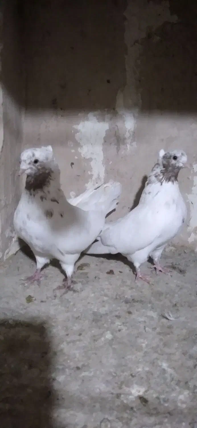 یک جفت ماه رو|پرنده|تهران, والفجر (افسریه)|دیوار