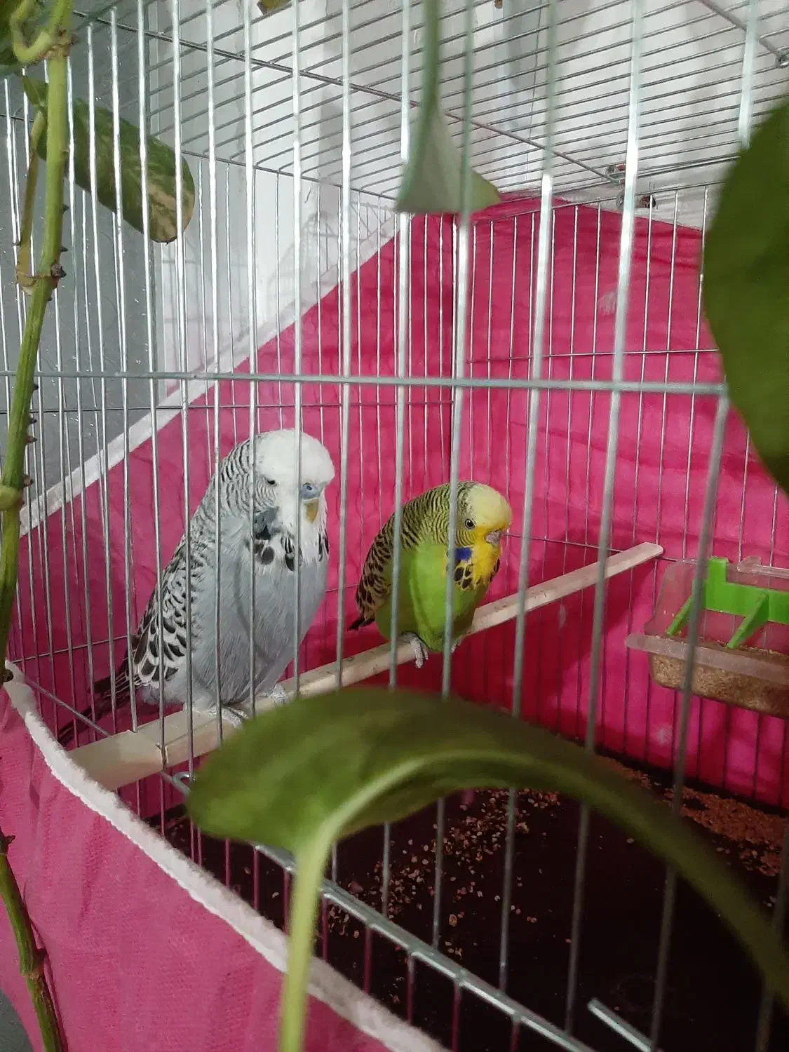 مرغ عشق انگلیسی گریدA|پرنده|شهرکرد, |دیوار