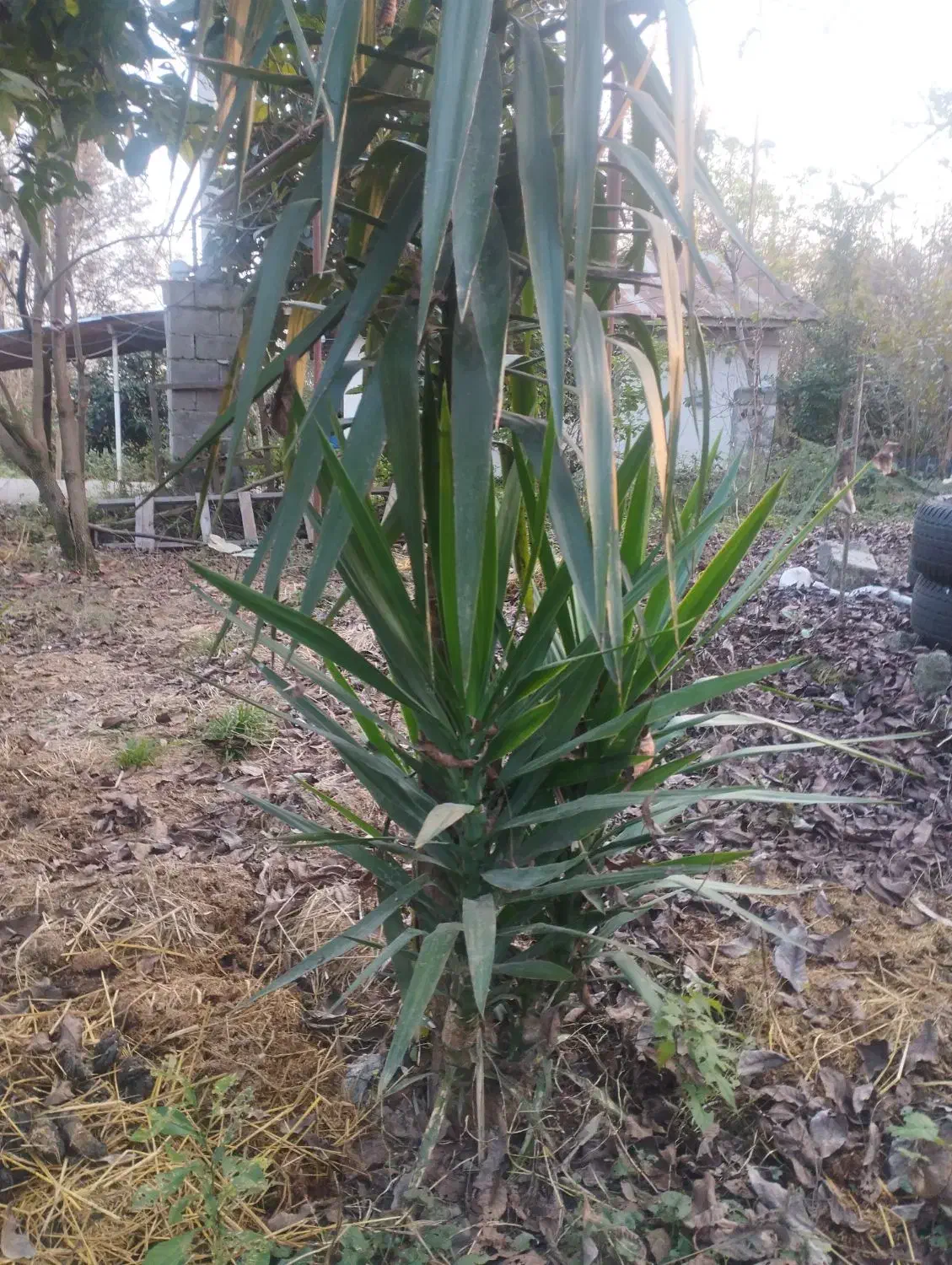 گل یوکا|گل و گیاه طبیعی|سنگر, |دیوار