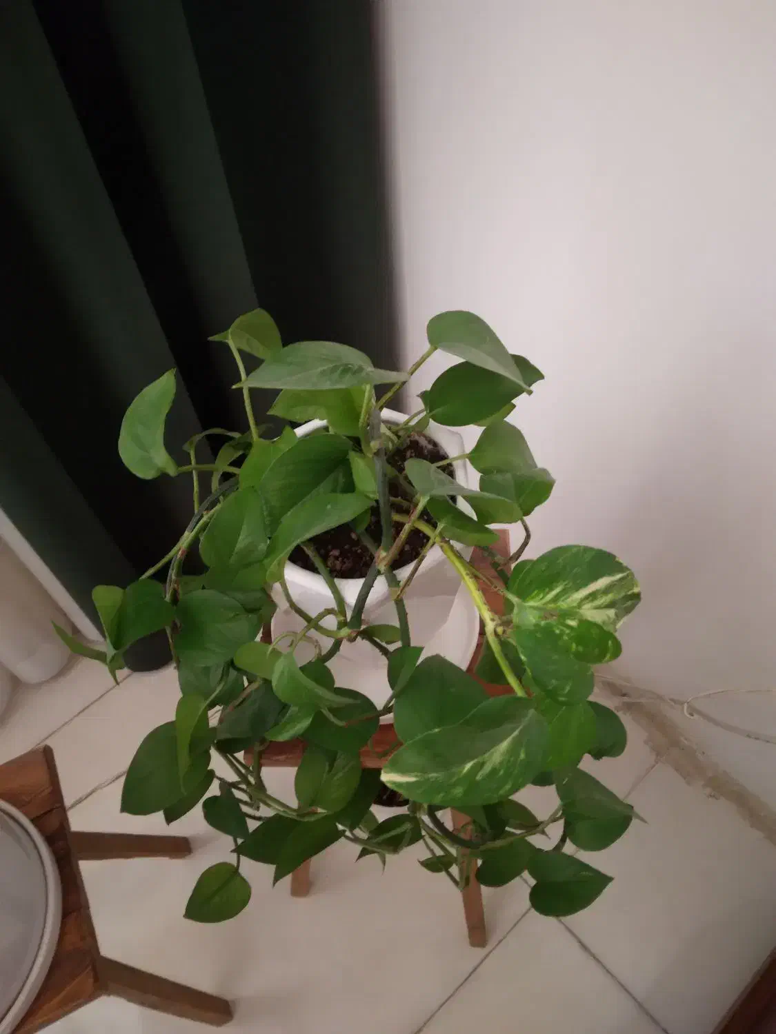 گلدون|گل مصنوعی|تربتحیدریه, پیشکوه|دیوار