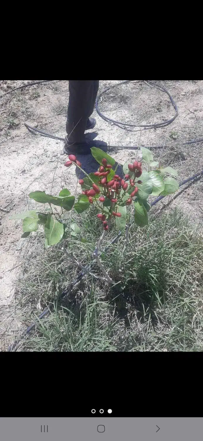 باغ به متراژ۷۵۰متر|فروش زمین و ملک کلنگی|شبستر, |دیوار