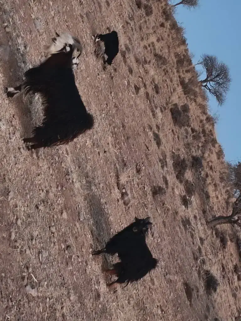 پازن ترکی در پاسارگاد|حیوانات مزرعه|پاسارگاد, |دیوار