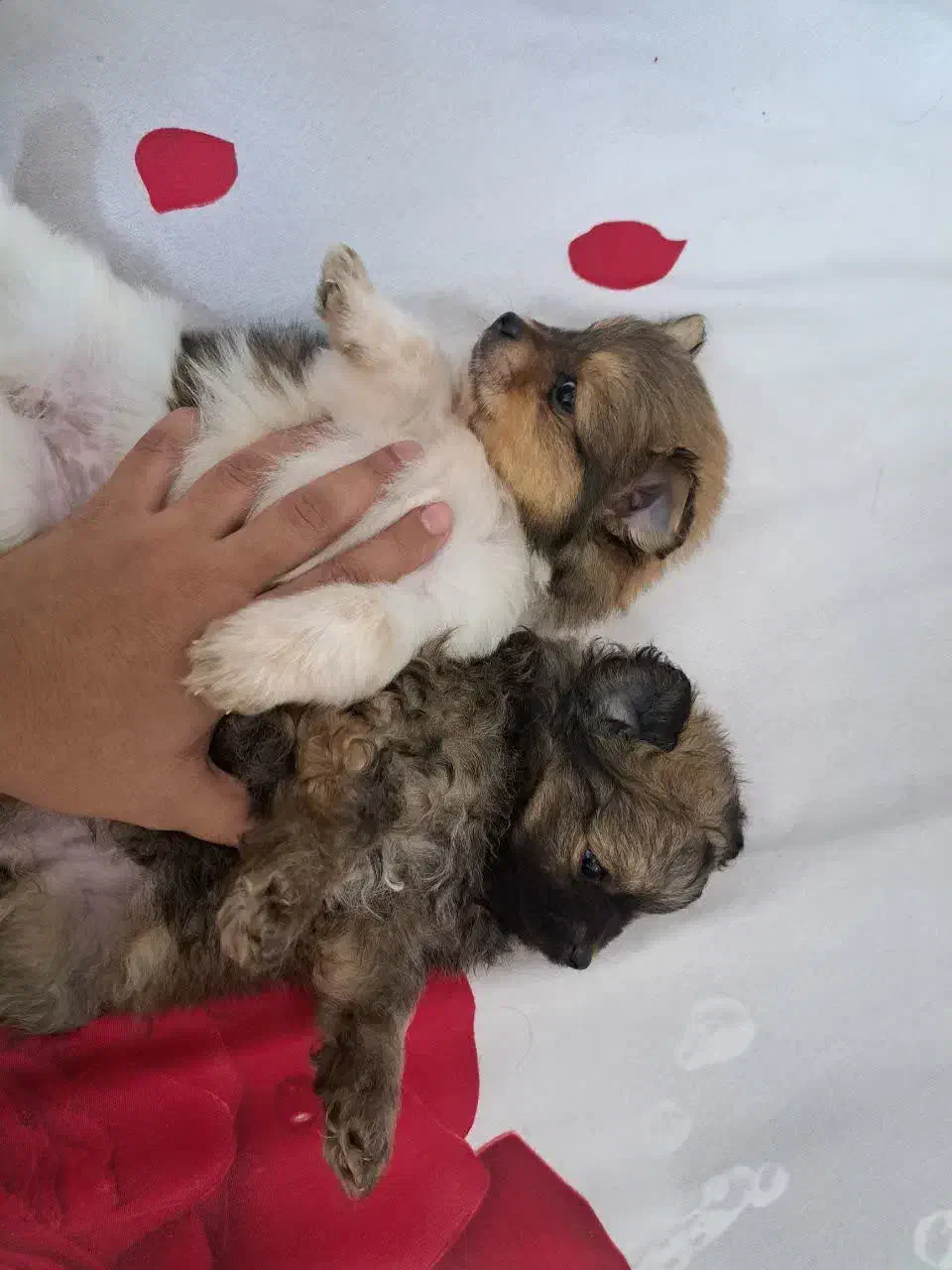 سگ توله پامر همراه باپدرمادر|سگ|مشهد, هنرستان|دیوار