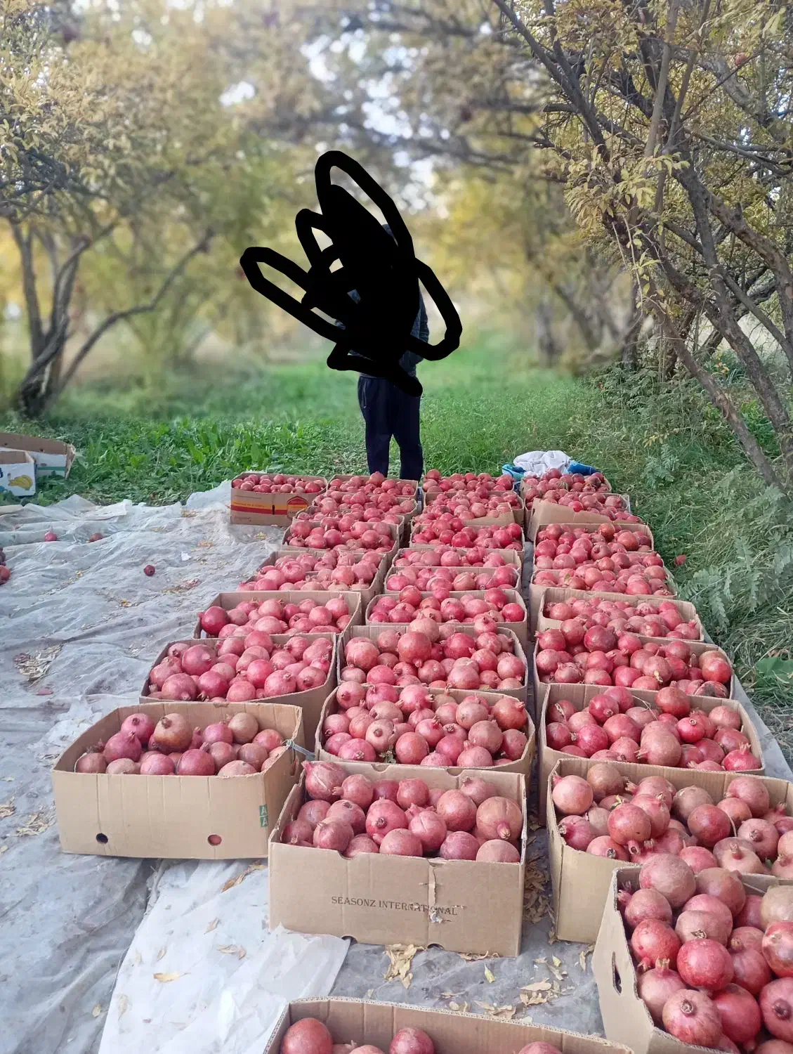 انار جوشان دانه زغالی|خوردنی و آشامیدنی|گلباف, |دیوار