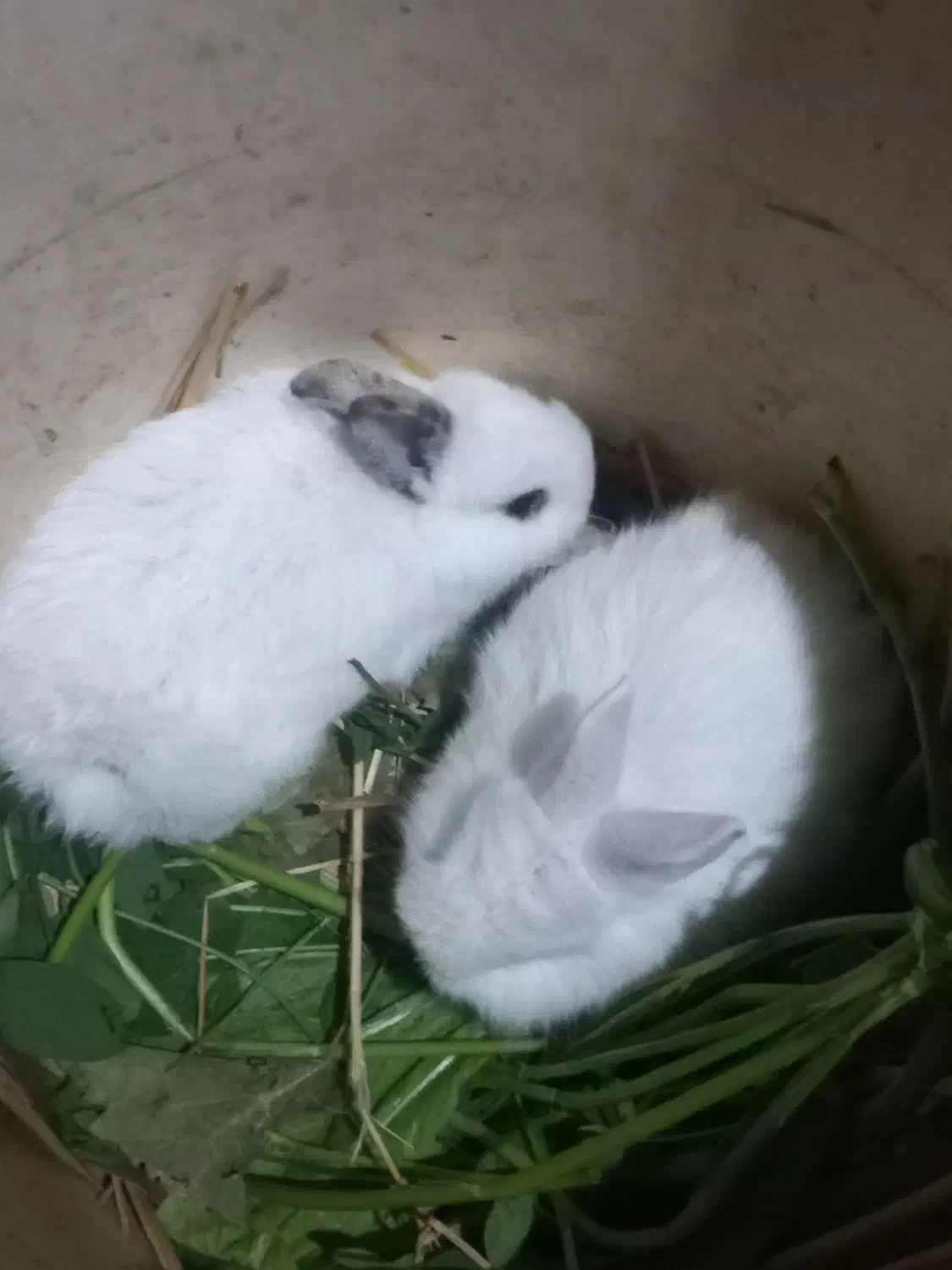 بچه خرگوش|موش و خرگوش|آزادشهر, |دیوار