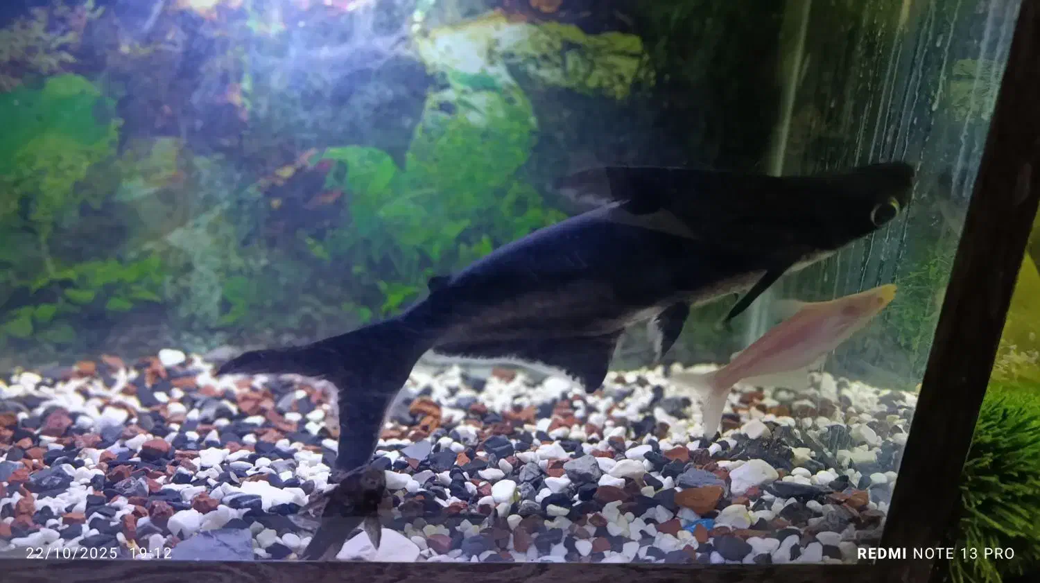 کوسه ماهی گیاهی ۳۳سانتی وآکواریوم ۶۰سانتی|ماهی|زاهدان, |دیوار