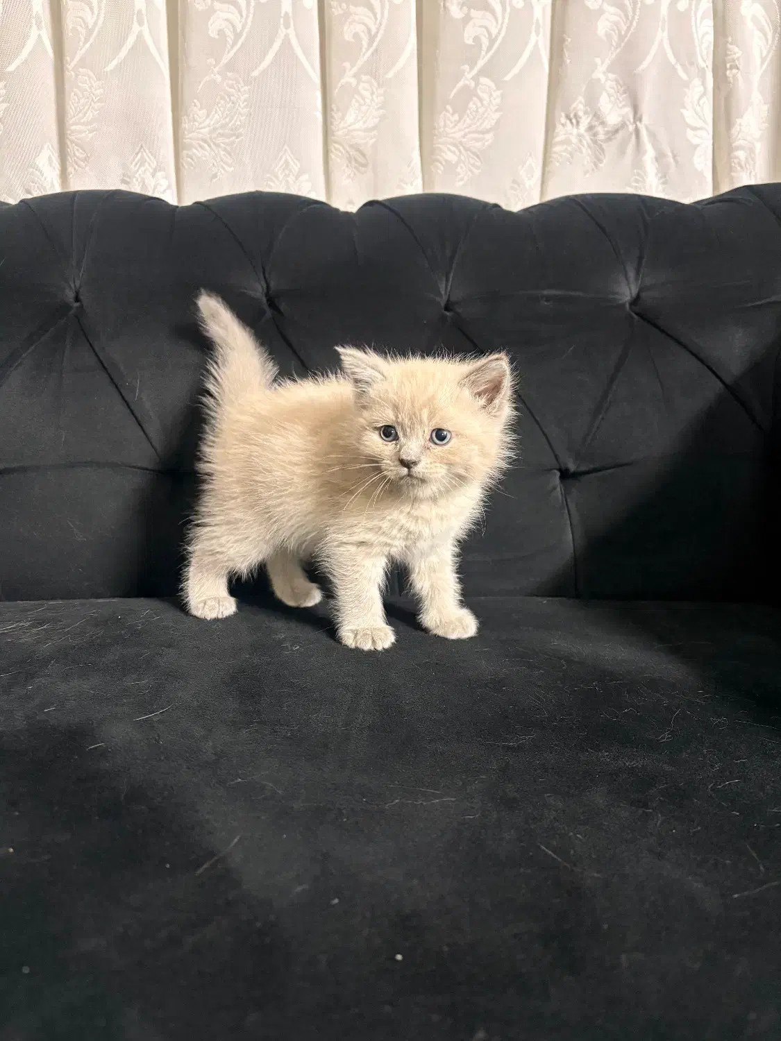 گربه اسکاتیش|گربه|مشهد, هفت تیر (آب و برق)|دیوار