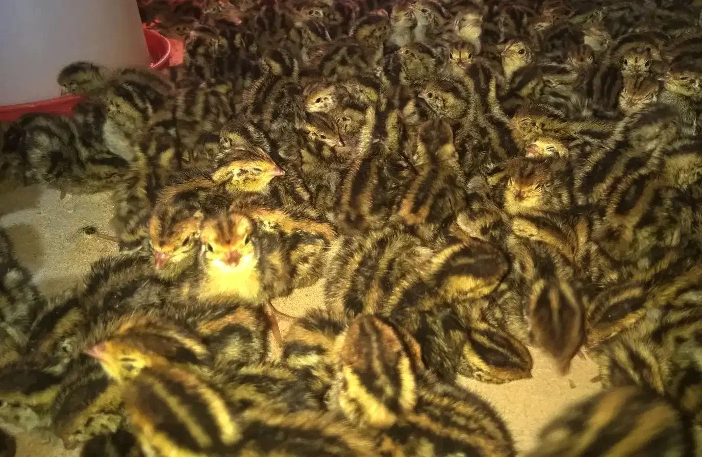 تخم نطفه دار،جوجه بلدرچین کانادایی|حیوانات مزرعه|زاهدان, |دیوار