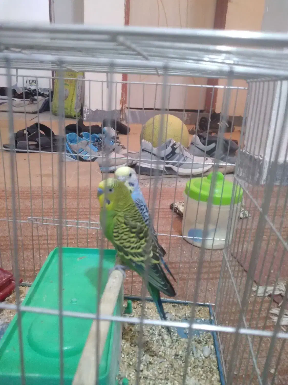 مرغ عشق|پرنده|دهدشت, |دیوار