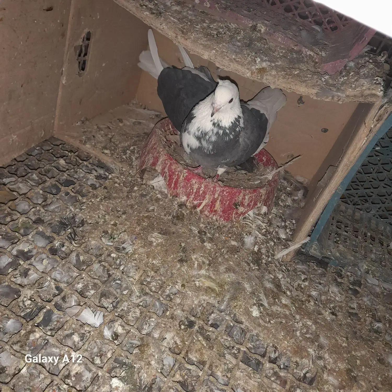 کود کبوتر|گل و گیاه طبیعی|کهریزک, |دیوار