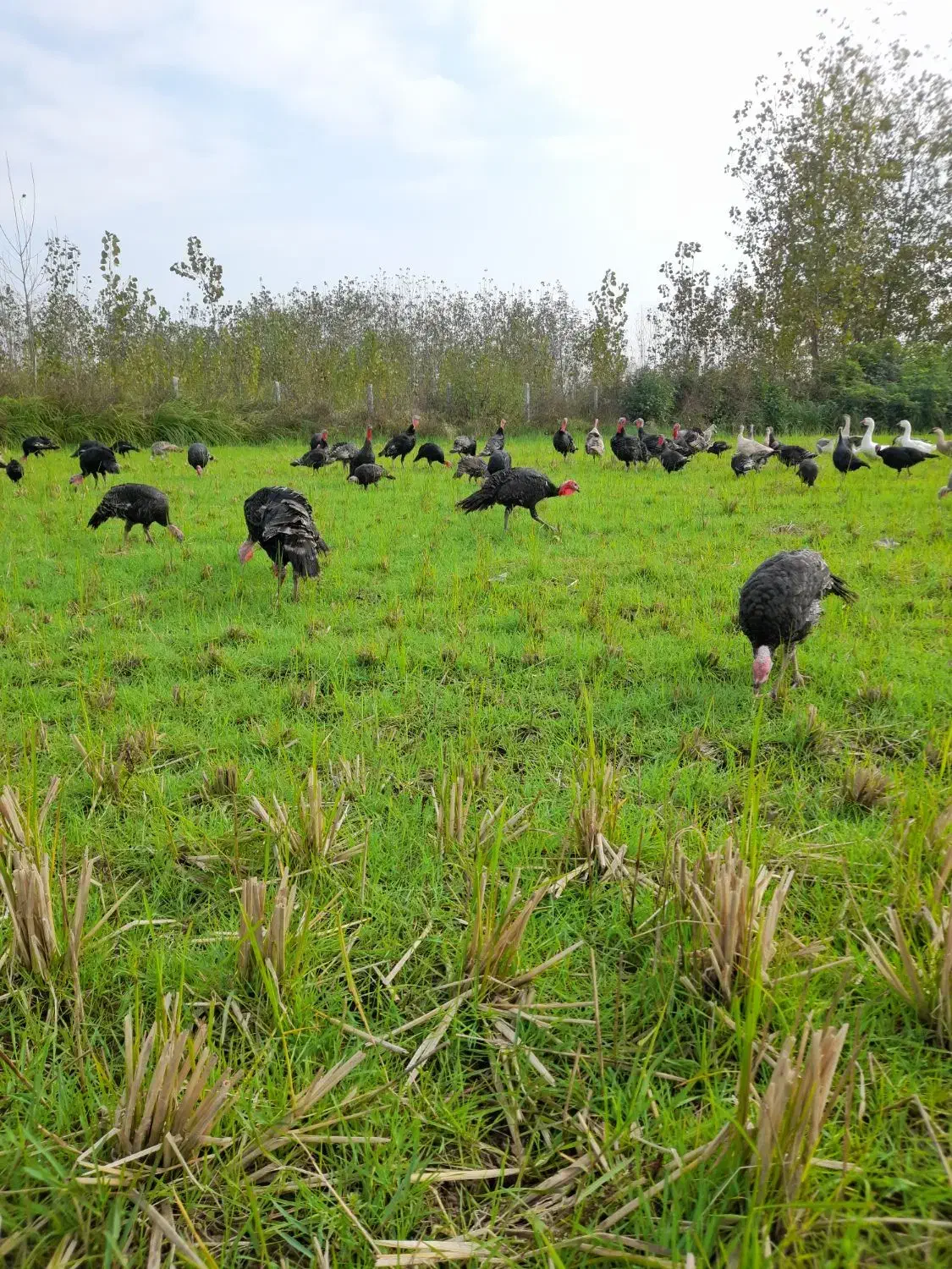 بوقلمون|حیوانات مزرعه|سنگر, |دیوار