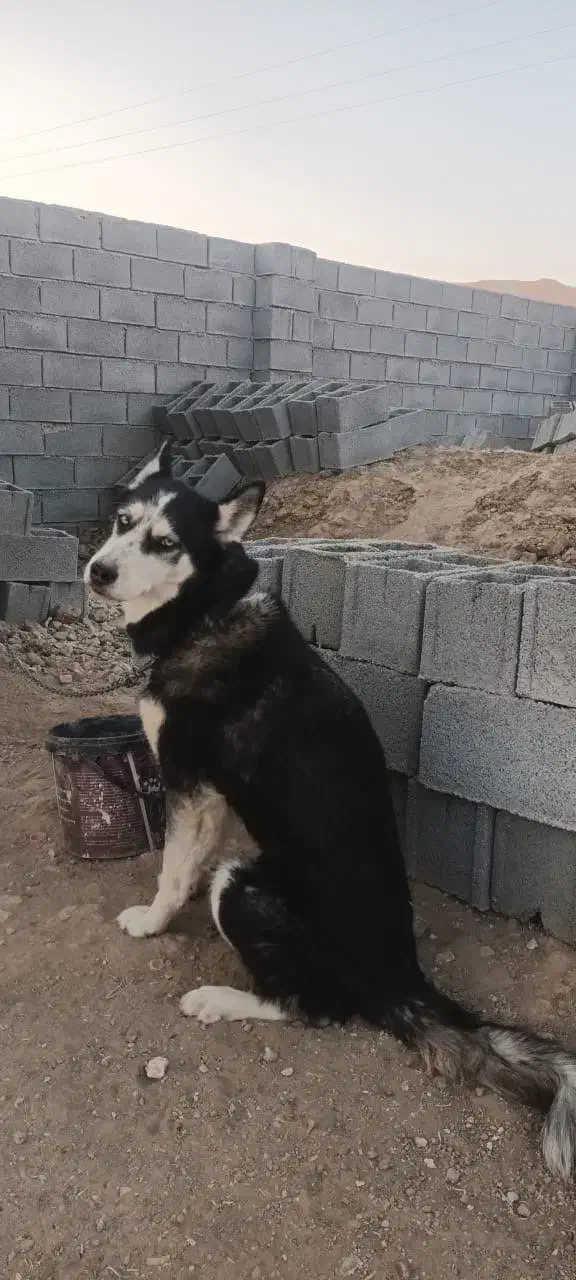 هاسکی|سگ|شیراز, داریون|دیوار