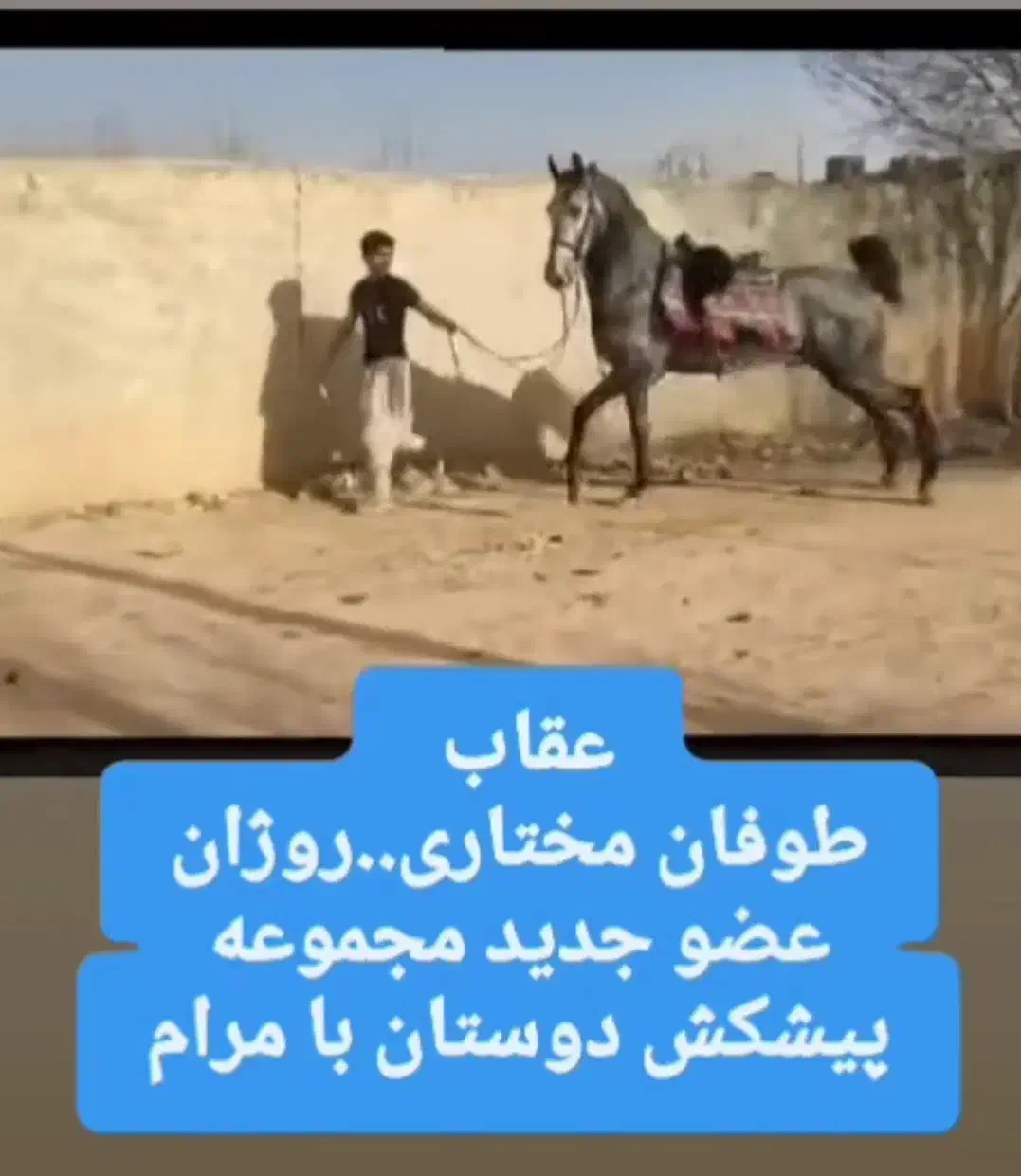 نریان چهار ساله سواری دار|اسب و تجهیزات اسبسواری|اراک, |دیوار