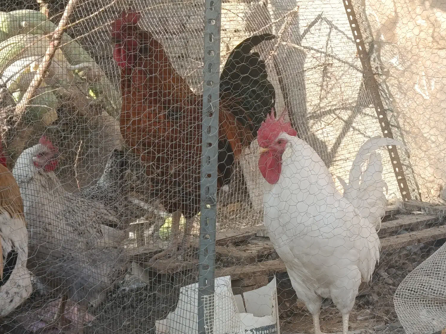 خروس محلی جوان|حیوانات مزرعه|شاندیز, |دیوار