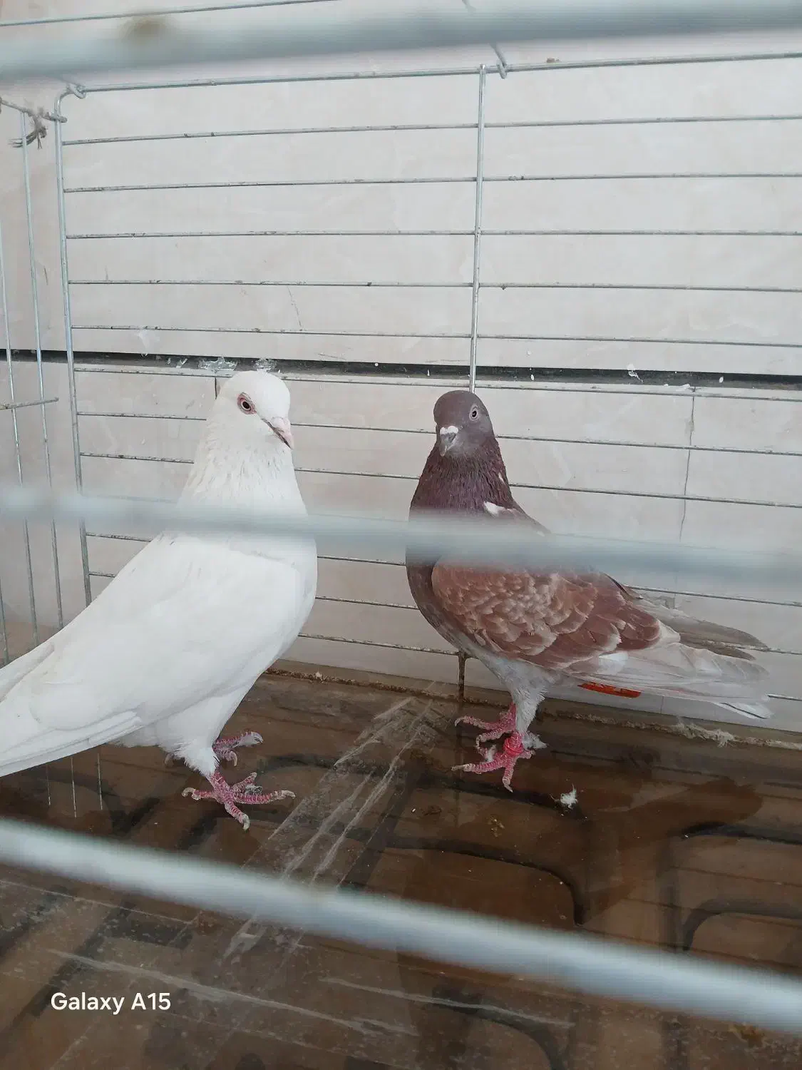 10 عدد کبوتر غریبگیری همه باهم یک میلیون دیویست|پرنده|ماهدشت, |دیوار