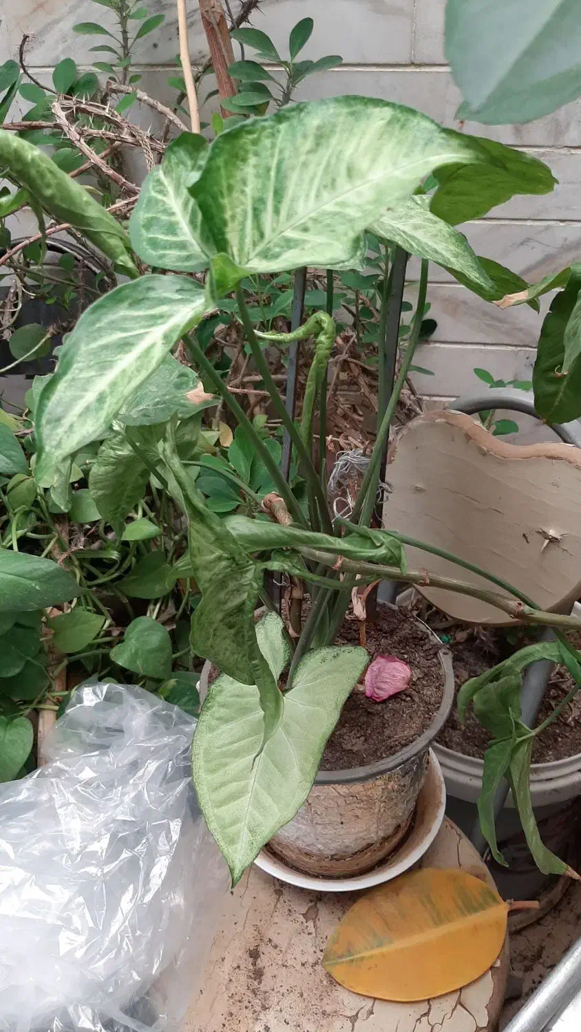 همه گلدون ها باهم فقط ۳ تومن|گل و گیاه طبیعی|اصفهان, سرچشمه|دیوار