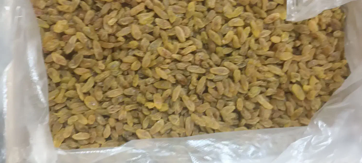 کشمش سبز درجه یک|خوردنی و آشامیدنی|ری, صفاییه (چشمه علی)|دیوار