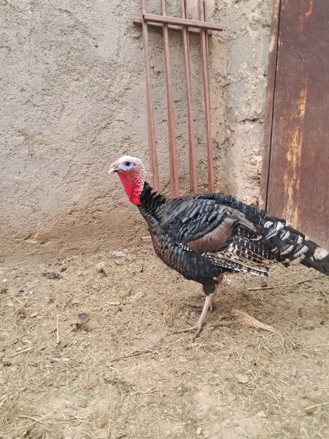 بوقلمون یک نر و یک ماده|حیوانات مزرعه|نیمروز, |دیوار