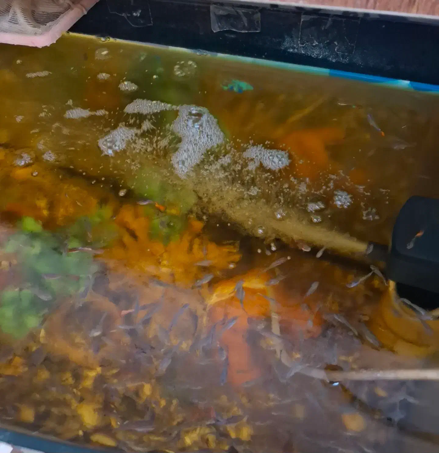 آکواریوم ماهی (۹۰×۵۰)|ماهی|اردبیل, |دیوار