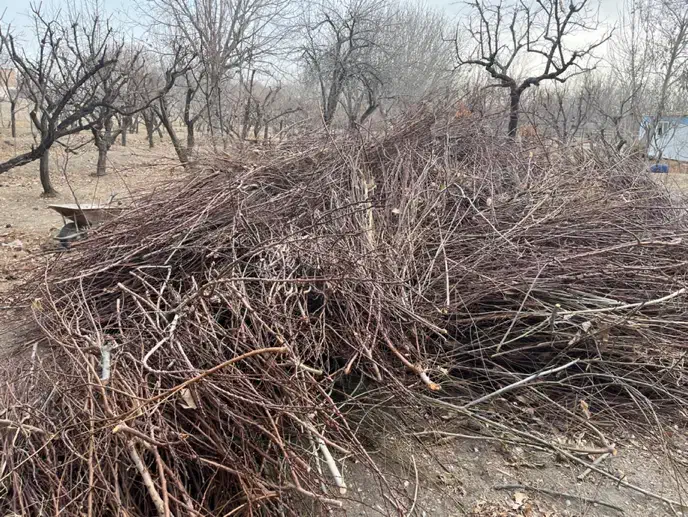 چوب حسار|خدمات باغبانی و درختکاری|شهریار, بکه|دیوار