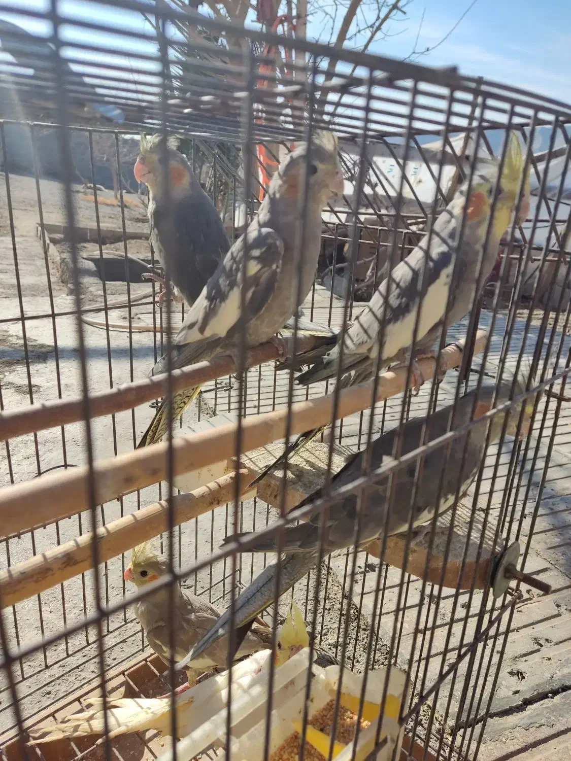 عروس هلندی|پرنده|پاکدشت, پاکدشت (مامازند)|دیوار