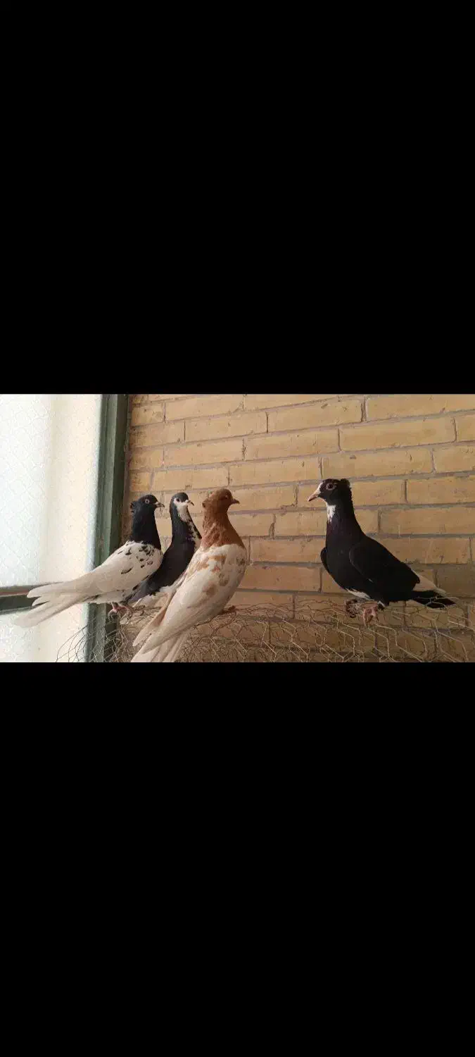 ۴ تا ماده اسطوره ضمانتی|پرنده|رفسنجان, |دیوار