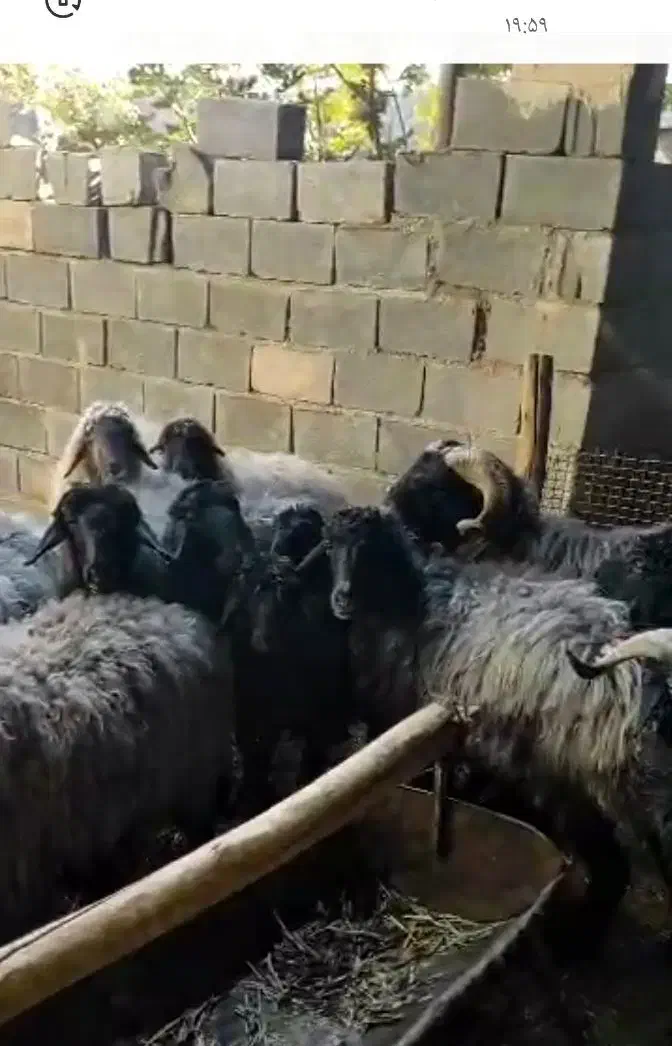 گوسفند میش 11عدد با بره و یک قوچ درجه یک|حیوانات مزرعه|ششده و قره بلاغ, |دیوار