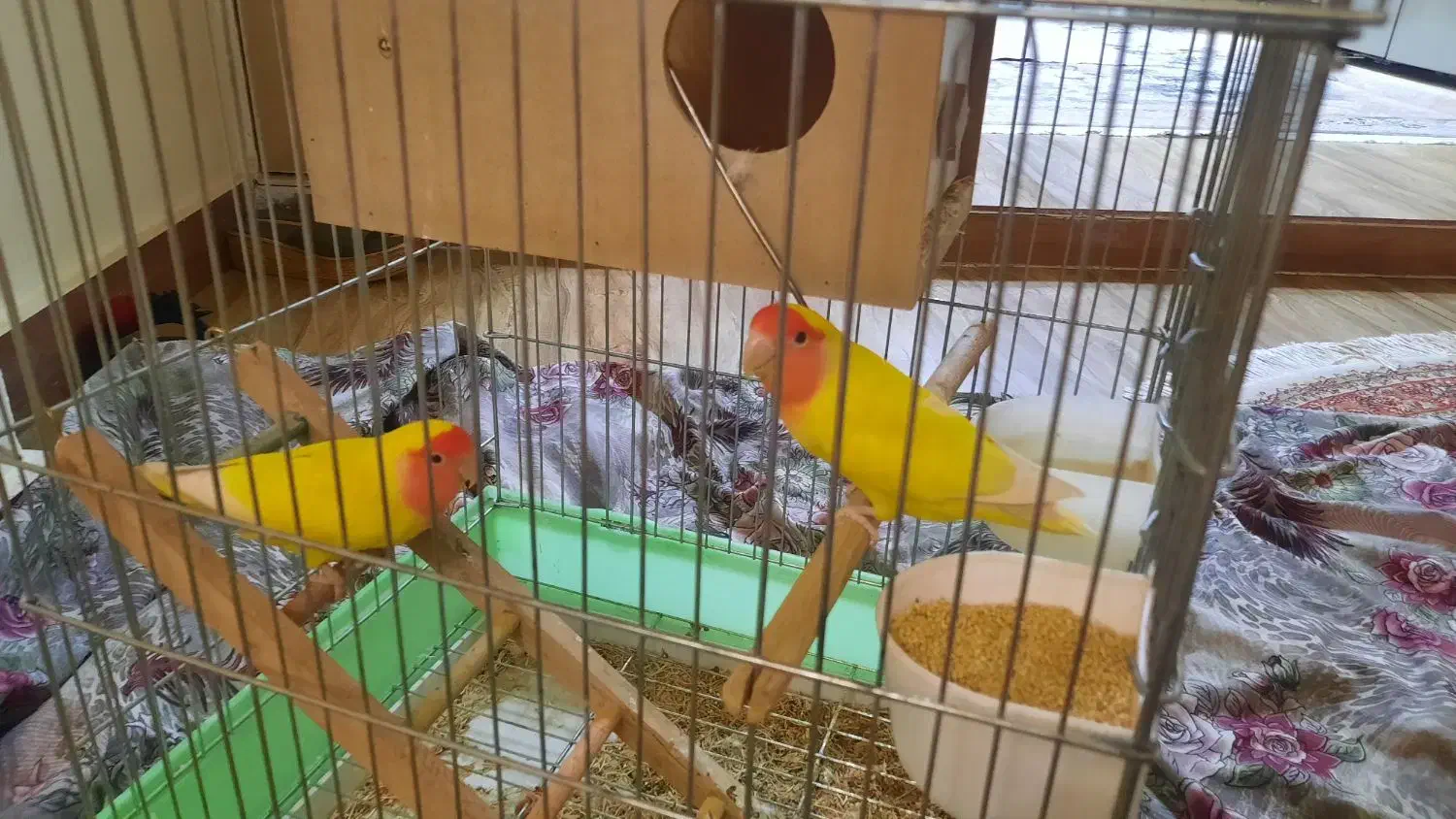 فروش طوطی برزیلی|پرنده|نهاوند, |دیوار