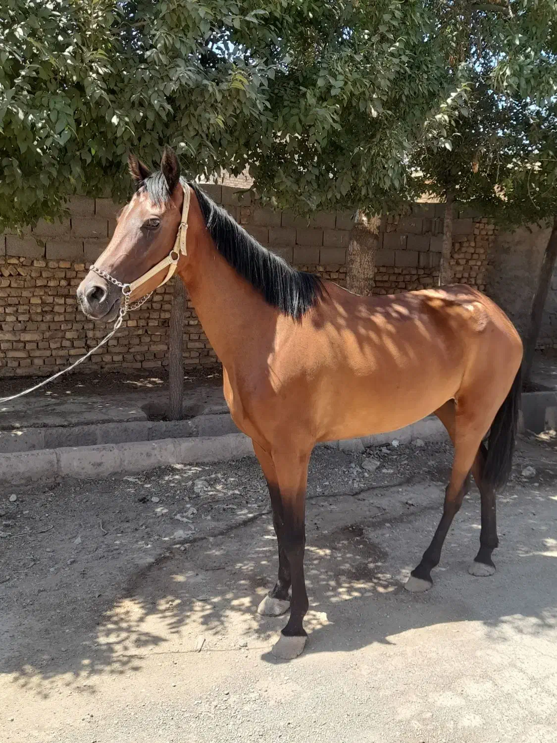 اسب|اسب و تجهیزات اسبسواری|سبزوار, امام خمینی (ناوی)|دیوار