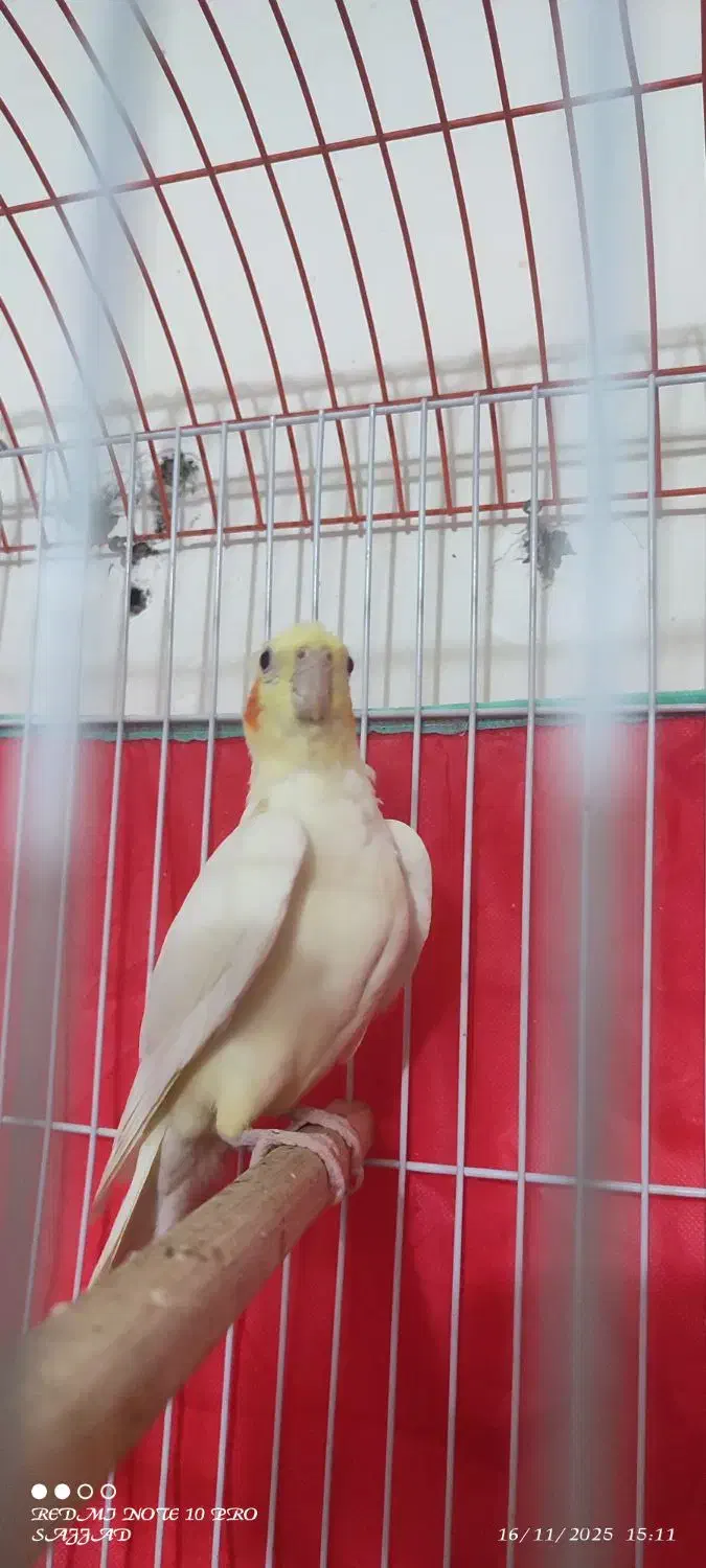 عروس لوتینو بالغ نر|پرنده|طبس, |دیوار