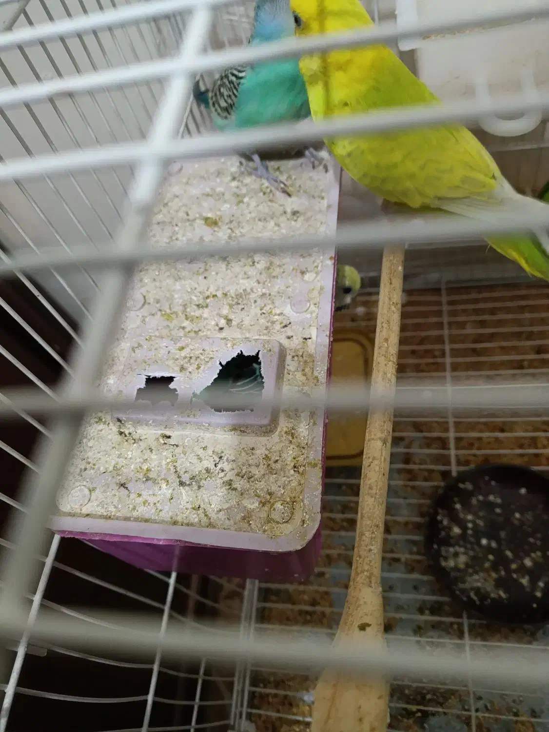 8 عدد مرغ عشق زیبا|پرنده|کرج, عظیمیه|دیوار