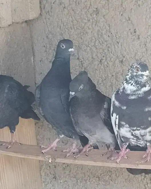 ده کبوتر خورموج|پرنده|خورموج, |دیوار