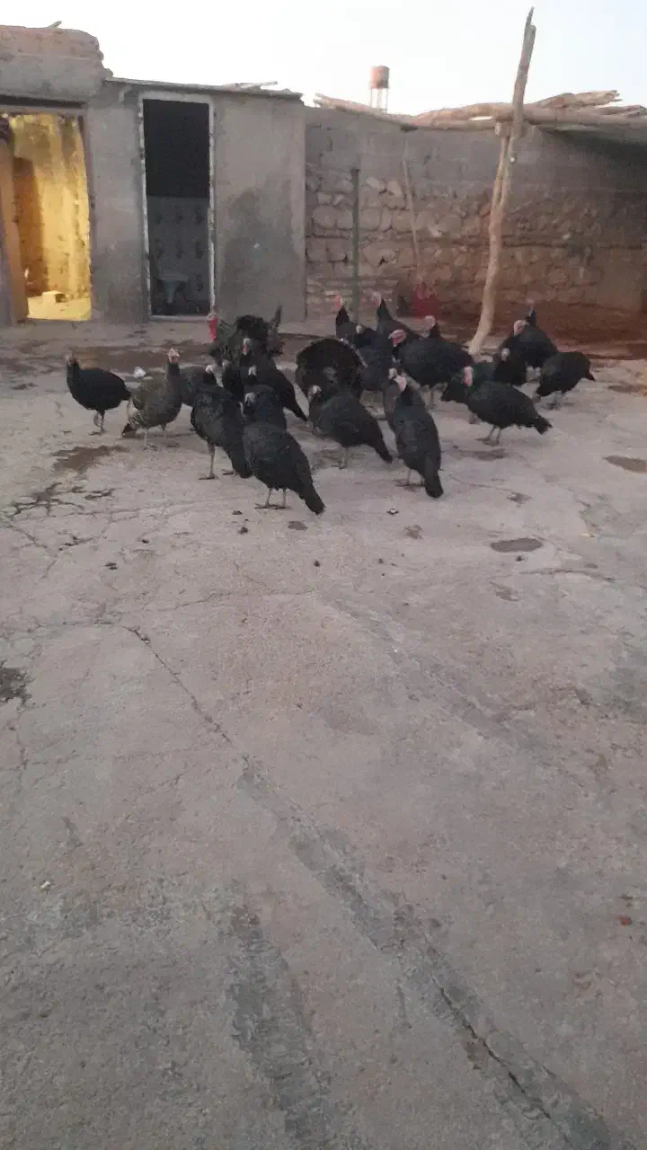 بوقلمون|حیوانات مزرعه|کوهدشت, |دیوار