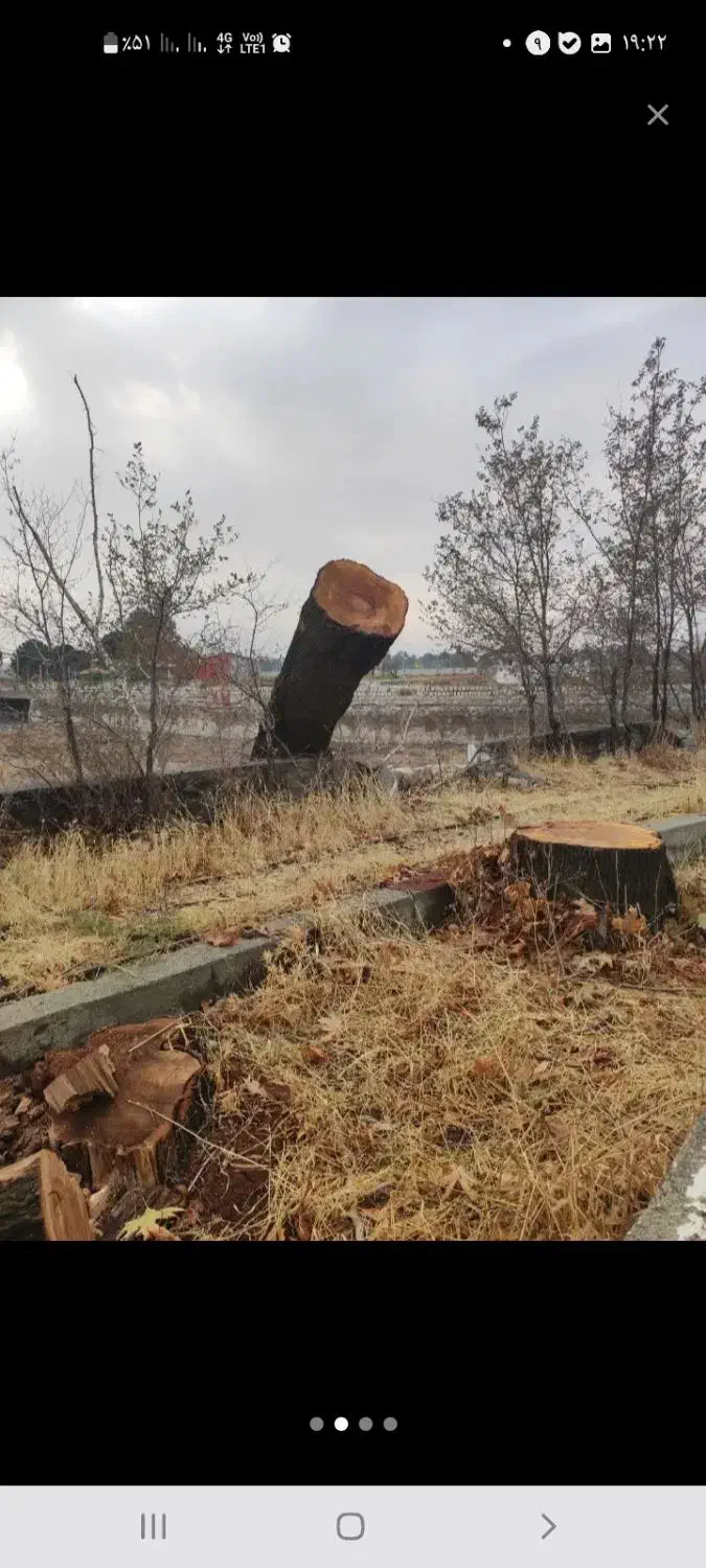 خرید انواع چوب صنوبر بید میوه|خدمات باغبانی و درختکاری|سنقر, |دیوار