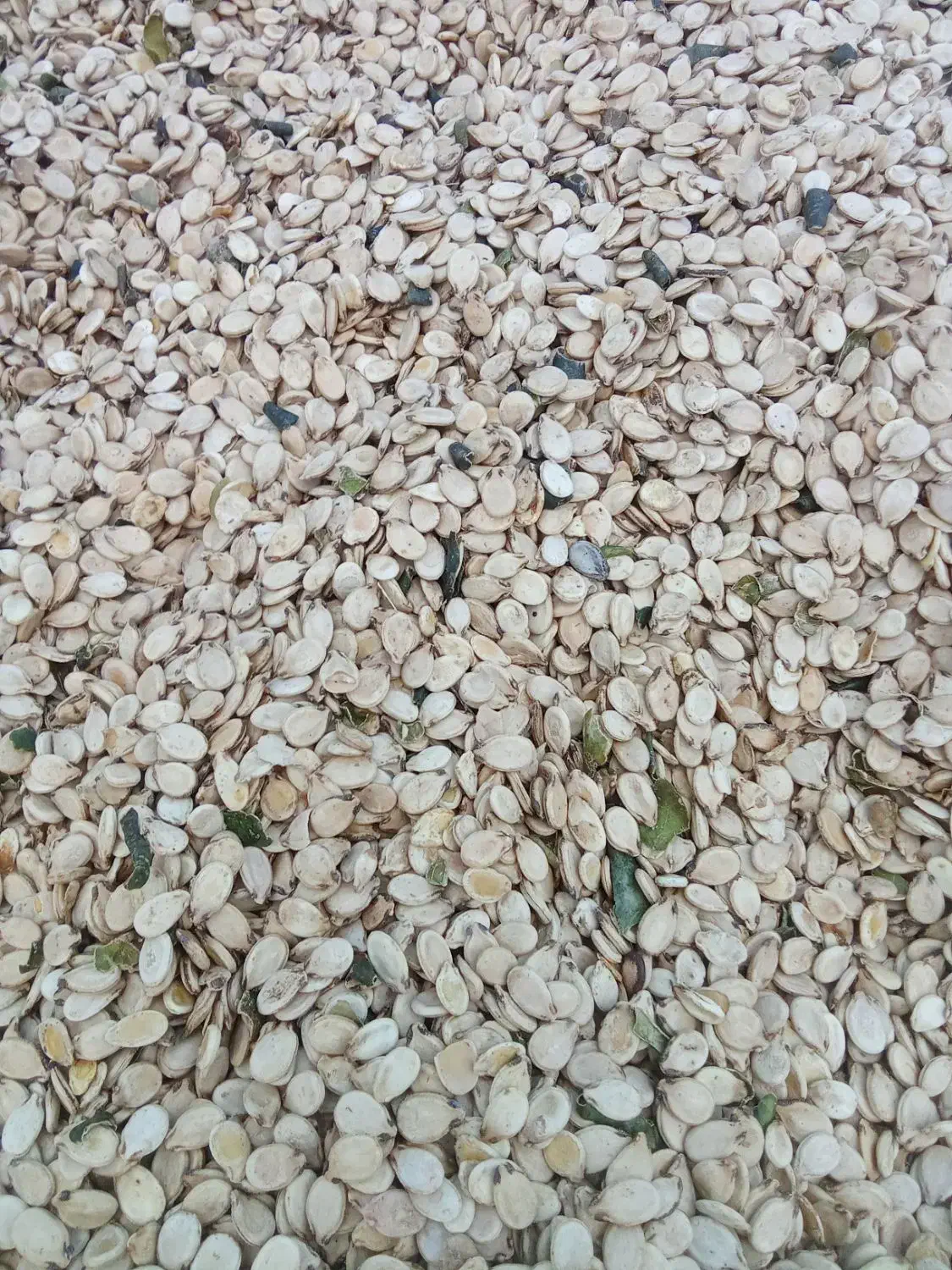 تخم هندوانه|خوردنی و آشامیدنی|دوزین, |دیوار