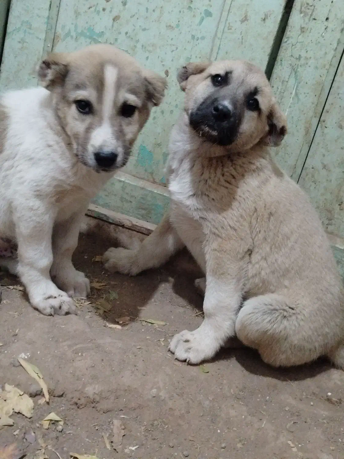 توله سرابی|سگ|هیر, |دیوار