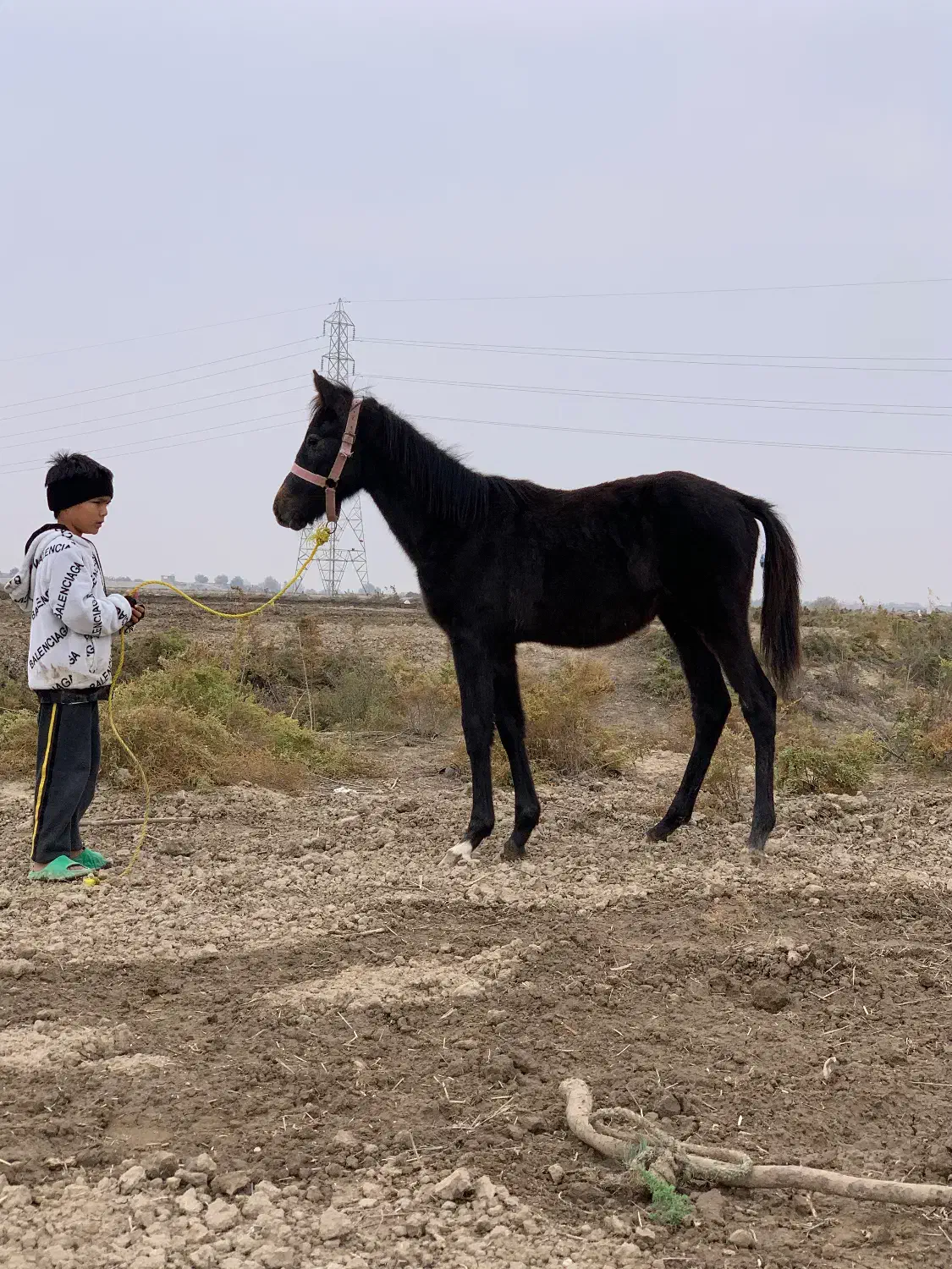 کره نریان 6ماهه آرام و دستی مشکی زغالی|اسب و تجهیزات اسبسواری|گنبد کاووس, |دیوار