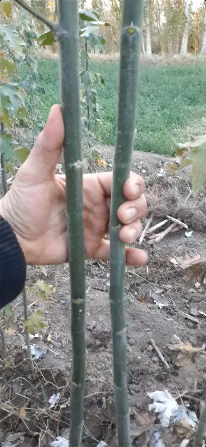 نهال صنوبرنیگرا اصل ترکیه وکبوده|خدمات باغبانی و درختکاری|قره ضیاالدین, |دیوار