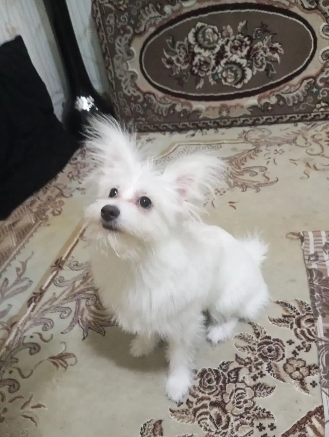 پامر روباهی ماده|سگ|محمدشهر, محمدشهر|دیوار