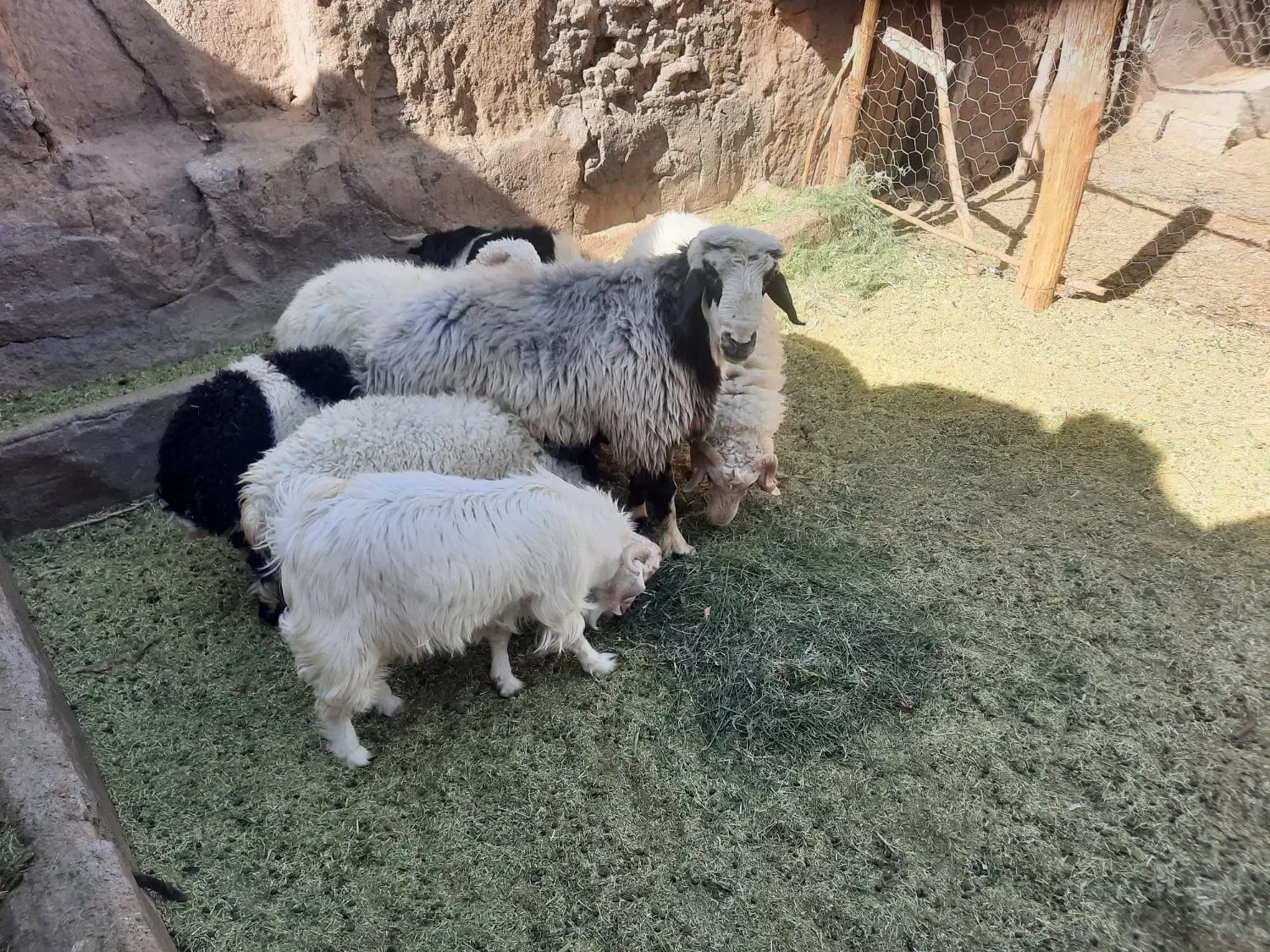 تعداد6عدد بره نر و ۲ عدد کره کیلویی 380 تومان|حیوانات مزرعه|راین, |دیوار