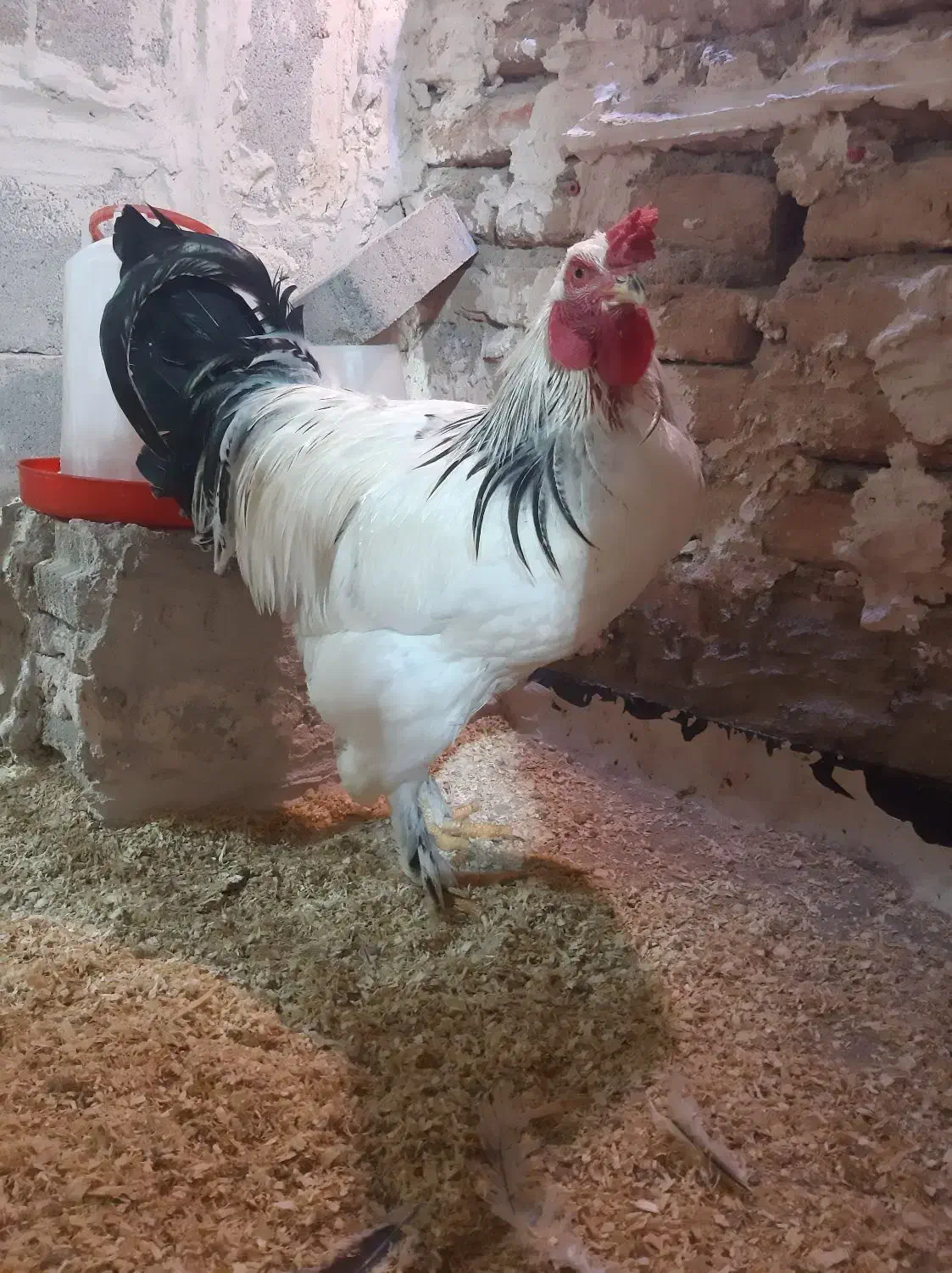 خروس برهما|حیوانات مزرعه|تبریز, |دیوار