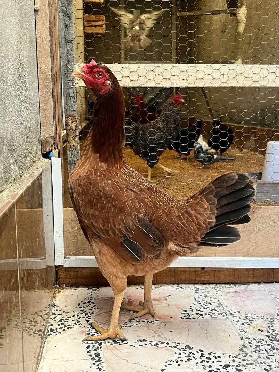 مرغ لاری قهوه ای|حیوانات مزرعه|آمل, |دیوار