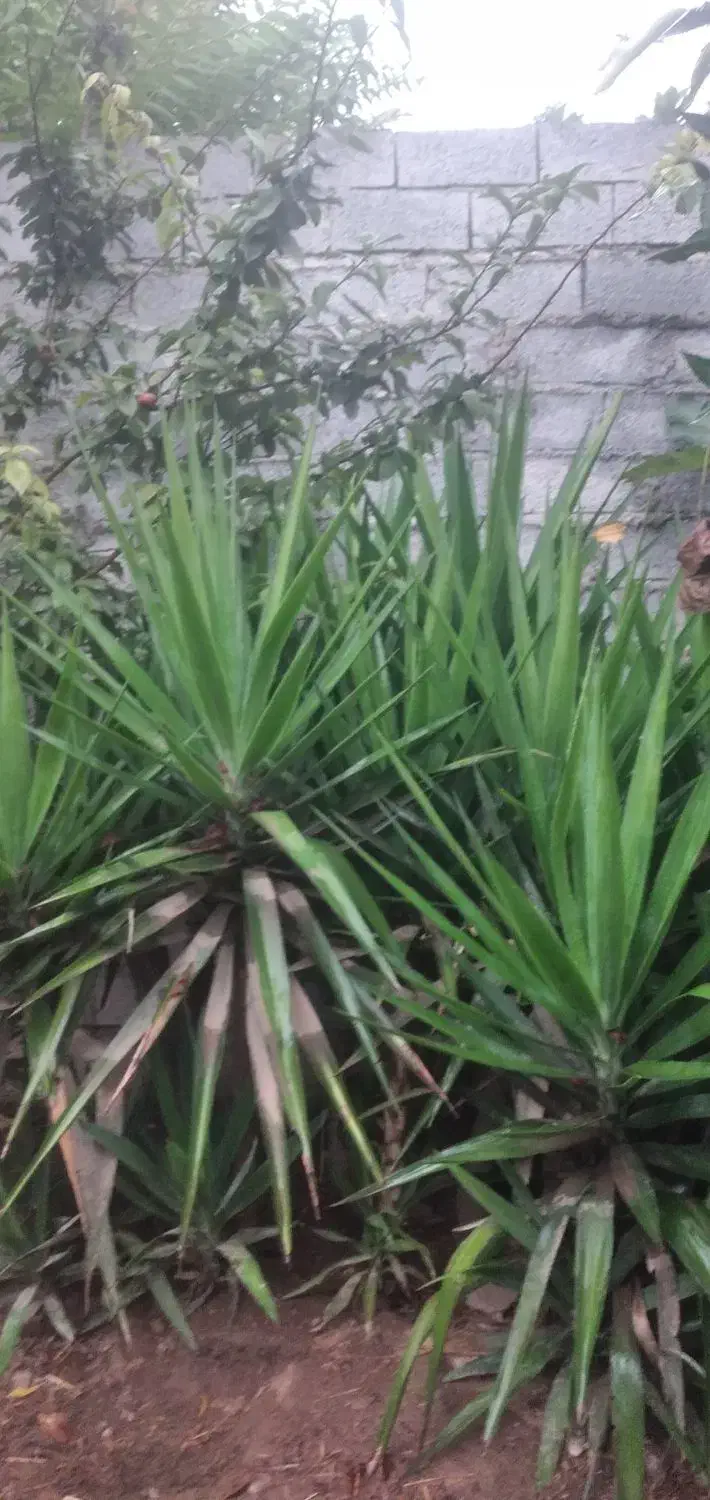 فروش گل یوکا|گل و گیاه طبیعی|زرگرشهر, |دیوار