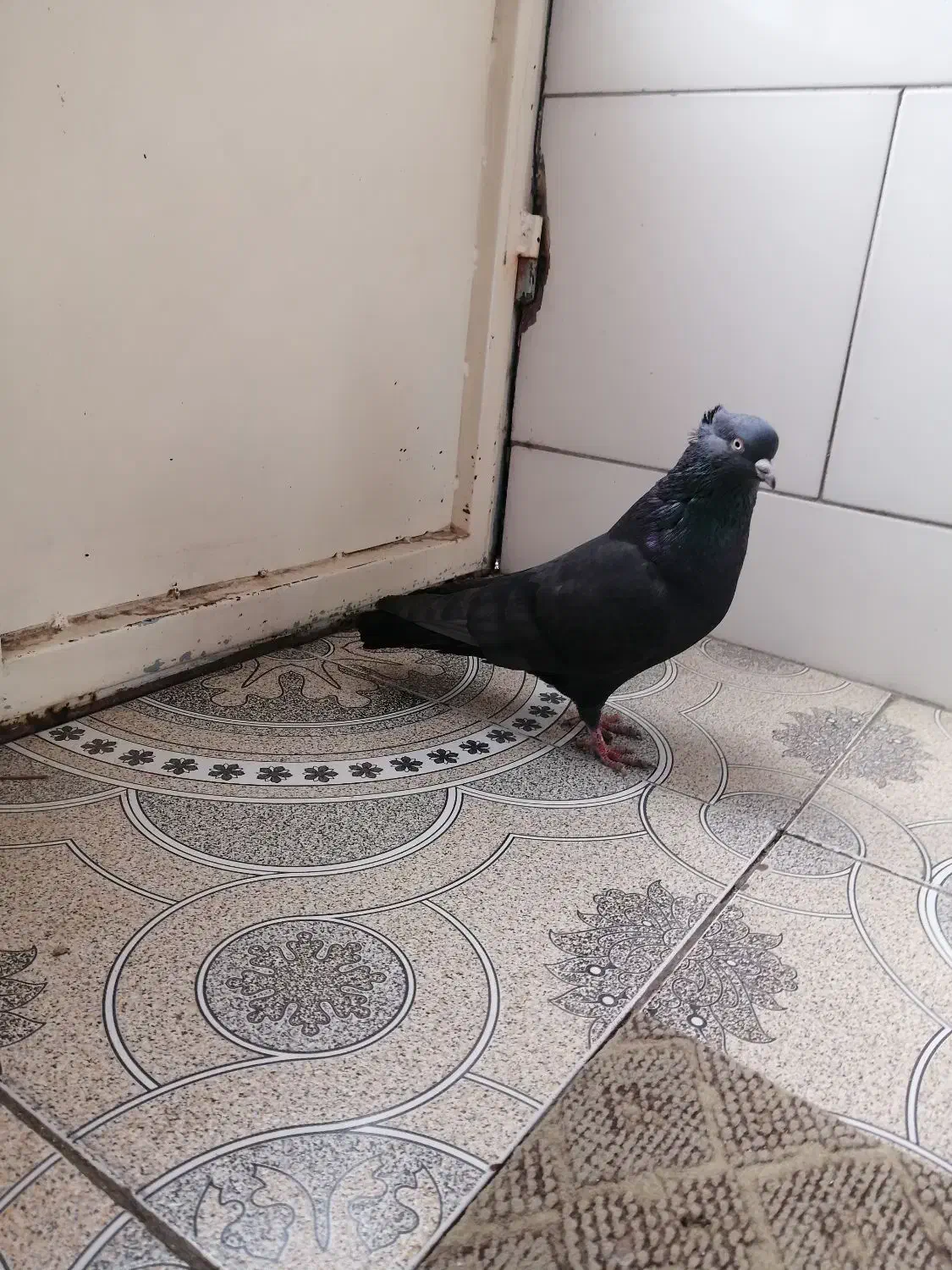 کفتر نر سیاه کاشونی.|پرنده|نجف‌آباد, گلبهار|دیوار