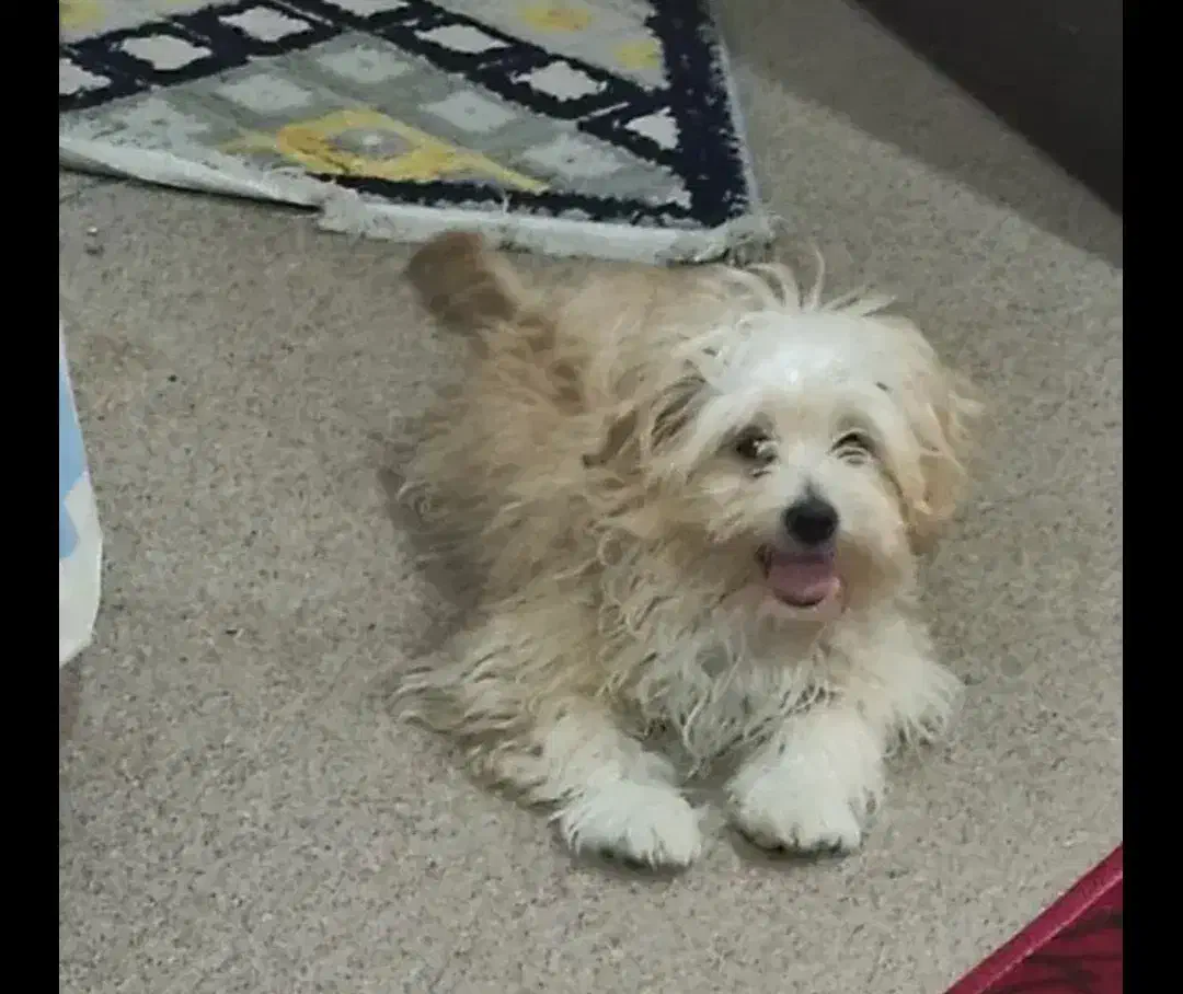 سگ خانگی|سگ|امیدیه, |دیوار