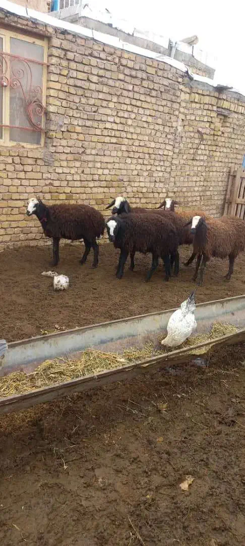 بره ماده شالی|حیوانات مزرعه|دشتابی, |دیوار