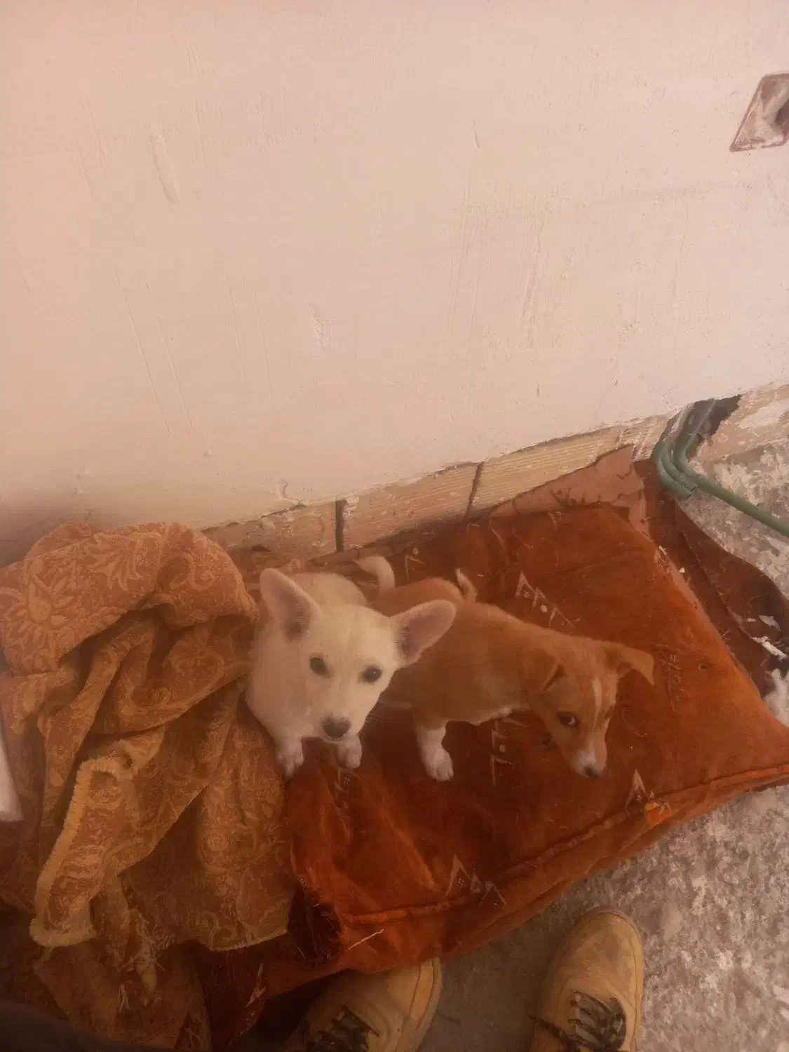 یک جفت پاکوتاه ۳ماهه بخاطر سازگاری بفروش میرسد|سگ|مشگین شهر, |دیوار