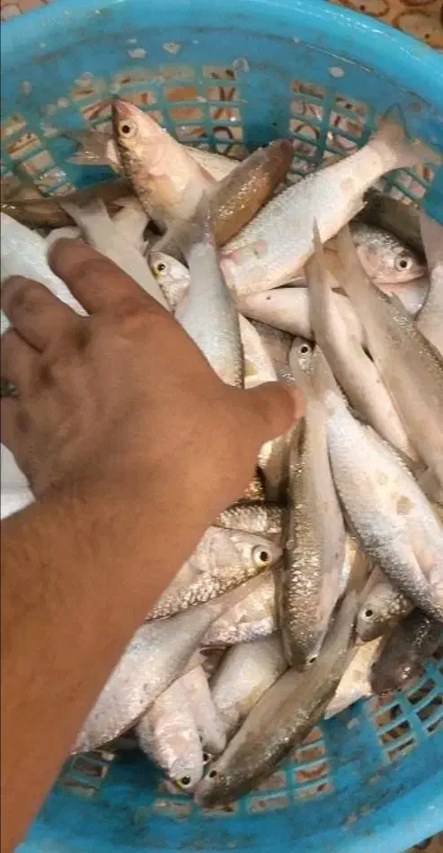 ماهی زوری|ماهی|خرمشهر, |دیوار