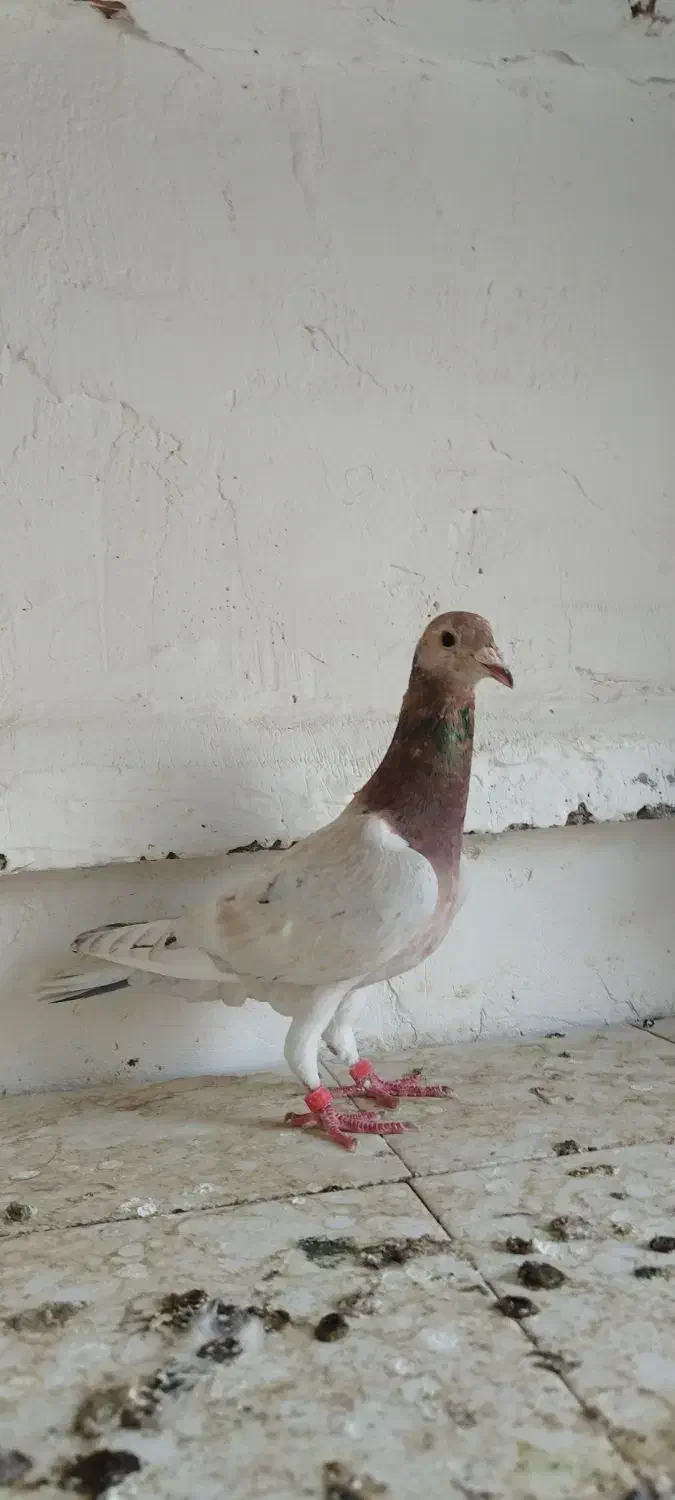 کبوتر نرماده سار|پرنده|گنبد کاووس, |دیوار