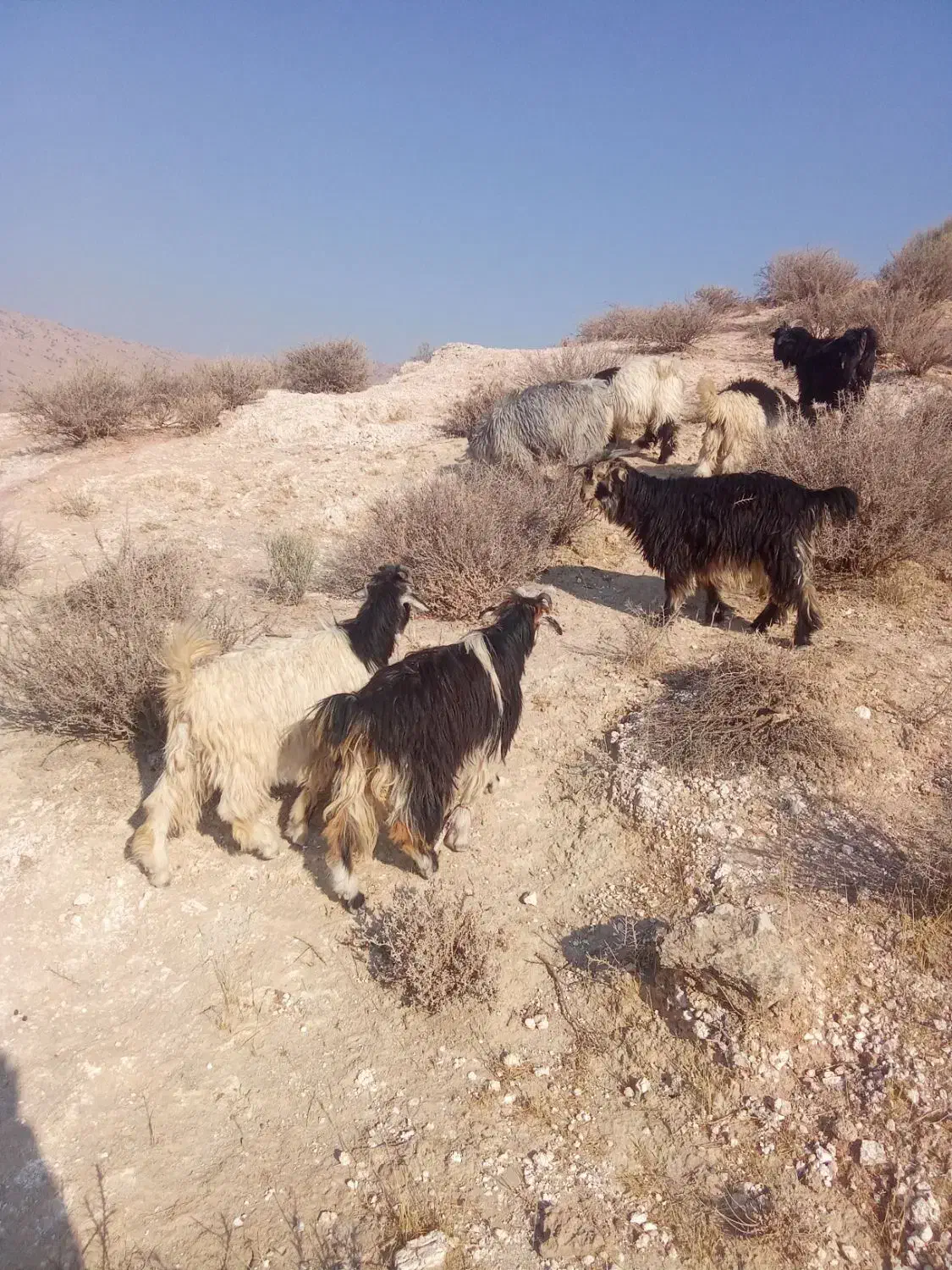 بیگ‌.کهره‌نروماده‌میش‌زاییده|حیوانات مزرعه|ایذه, |دیوار